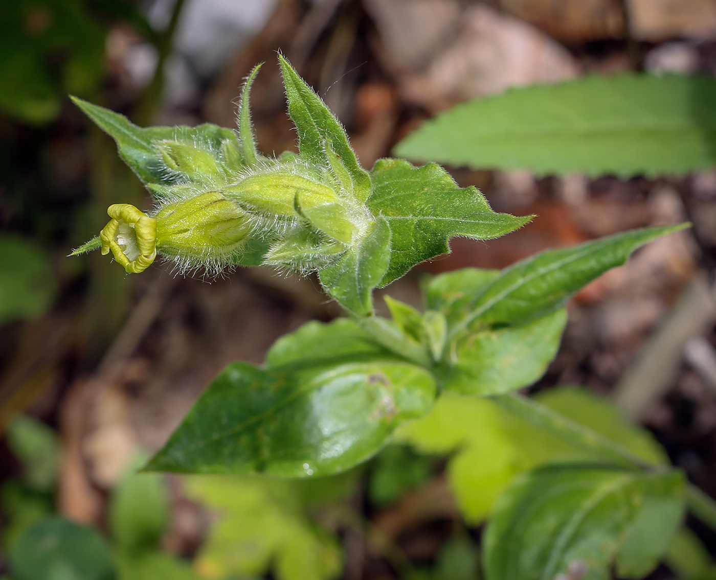 Image of Melandrium latifolium specimen.