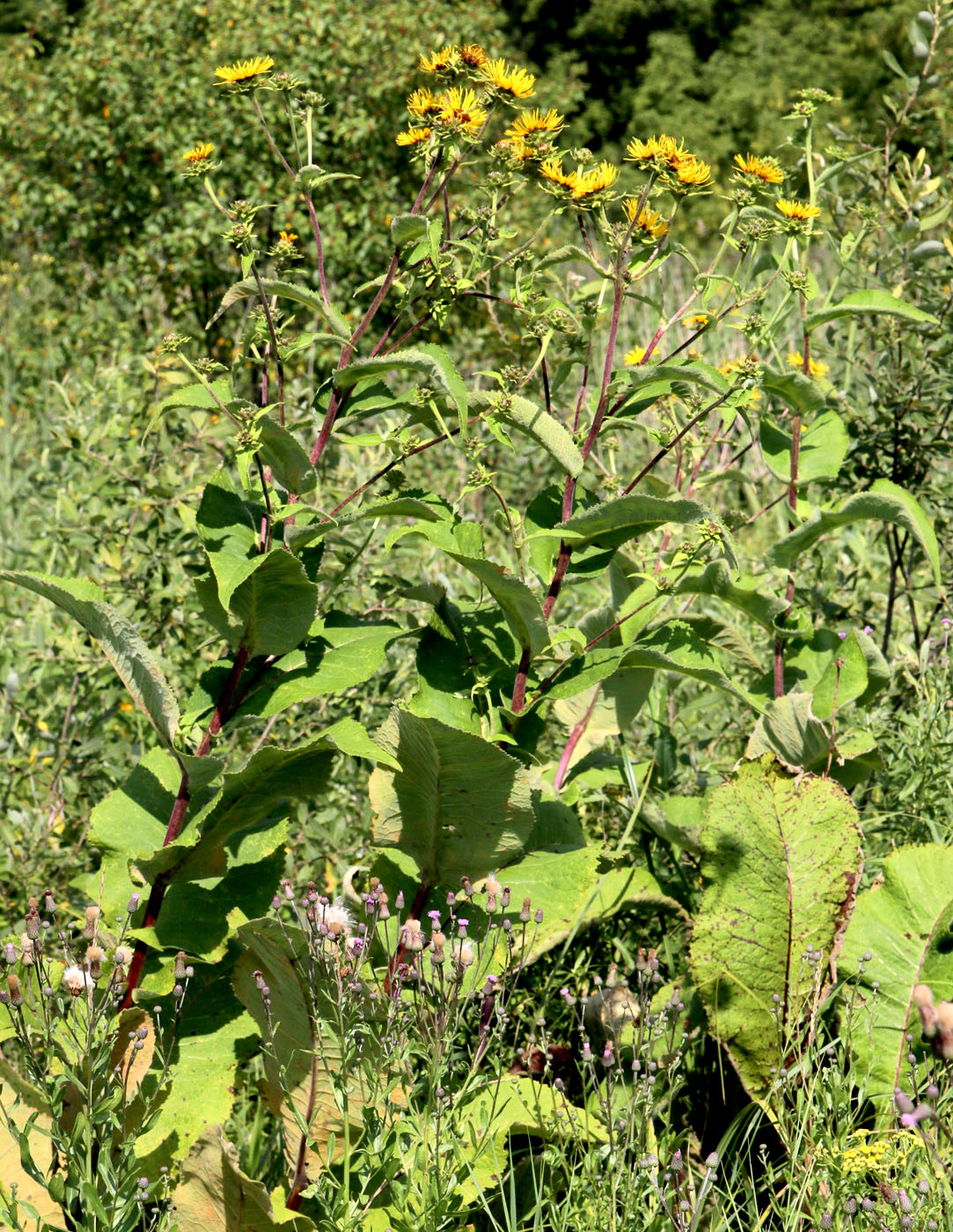 Image of Inula helenium specimen.