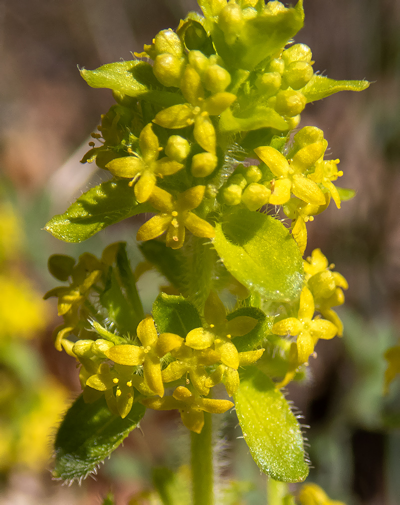 Image of Cruciata taurica specimen.