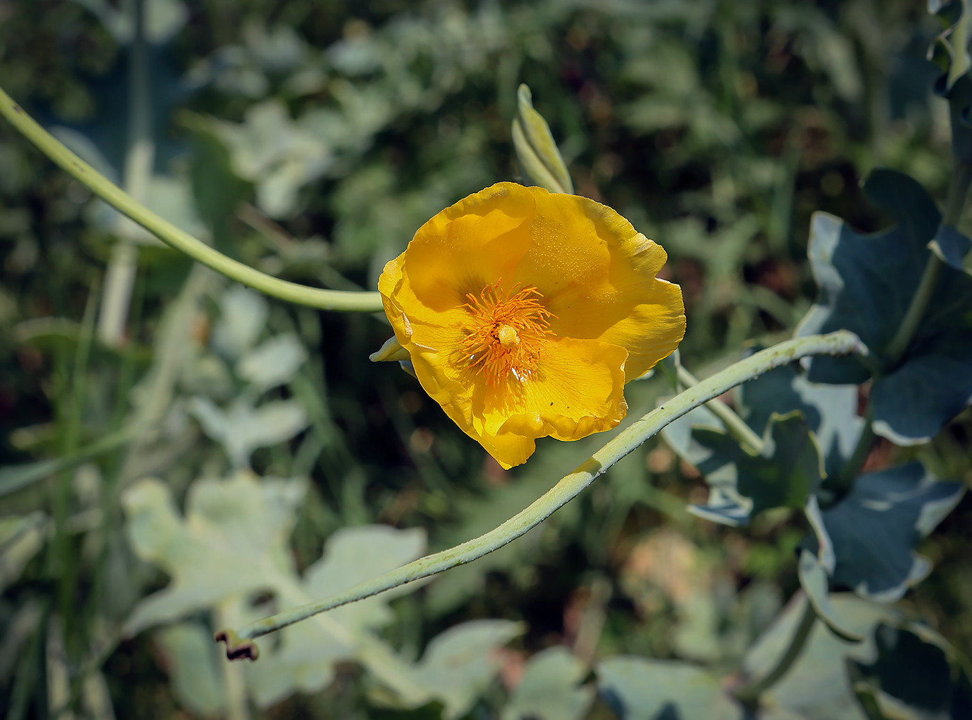 Image of Glaucium flavum specimen.