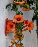 Campsis radicans. Часть побега с соцветием. Португалия, округ Лейрия, пос. Обидуш, в культуре. 07.08.2025.