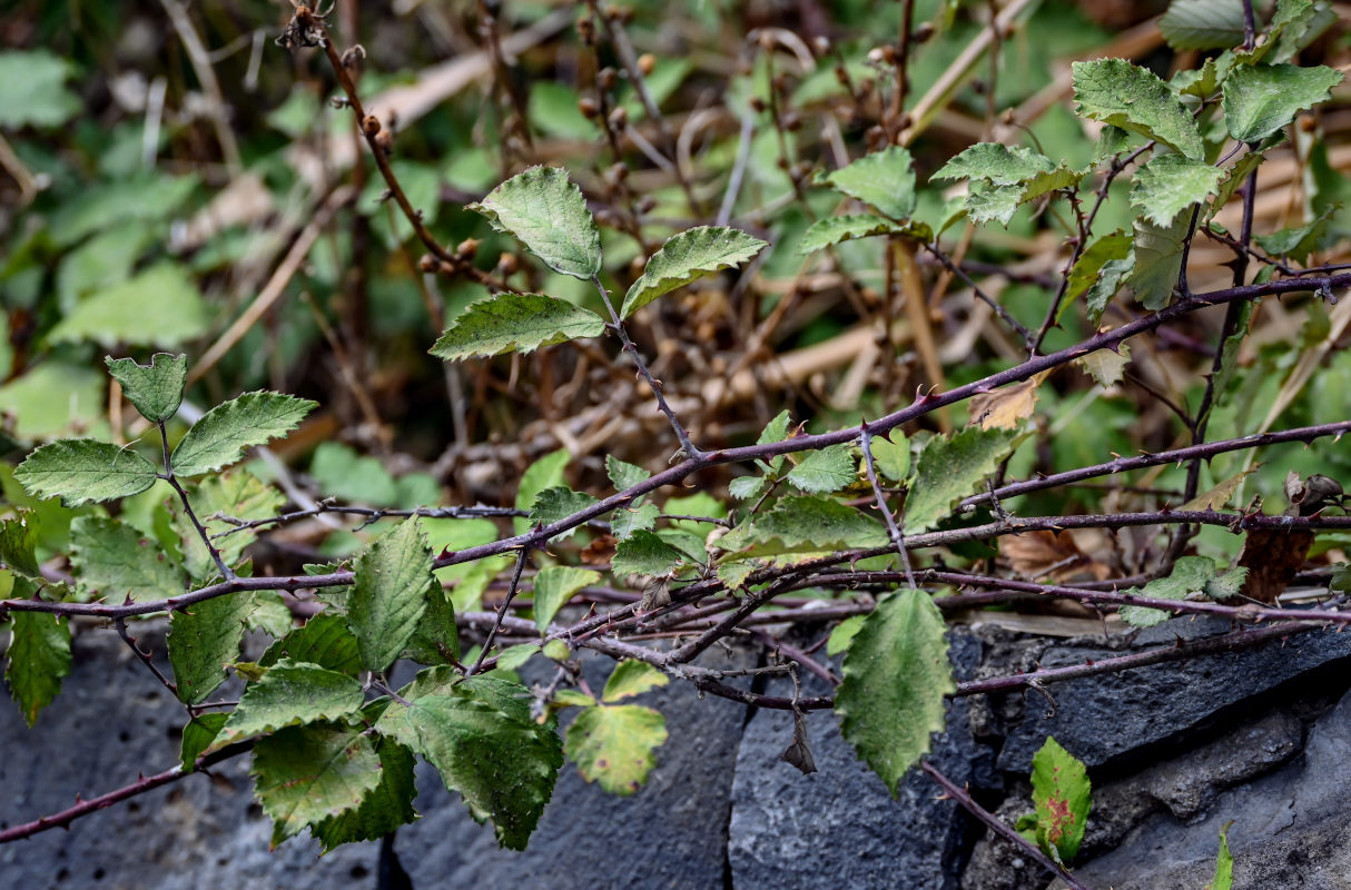 Image of Rubus ulmifolius specimen.