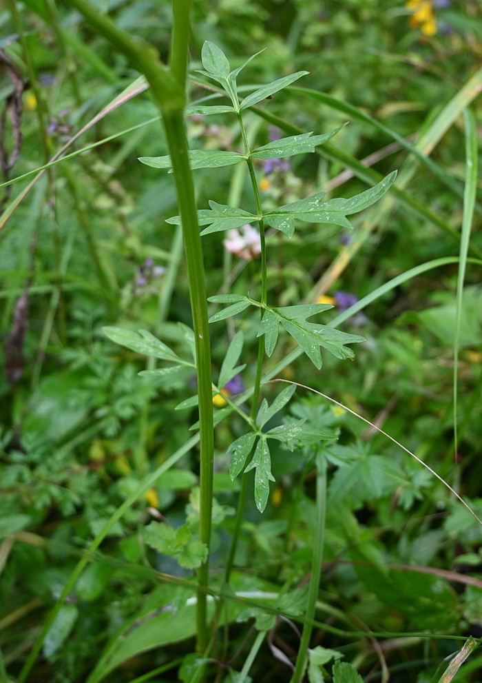 Image of familia Apiaceae specimen.