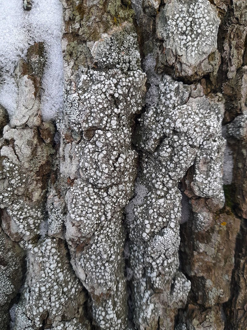 Image of genus Pertusaria specimen.