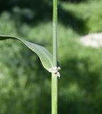 Hordeum spontaneum. Часть побега. Республика Кипр, г. Лимасол, огороженный земельный участок. 10.03.2026.