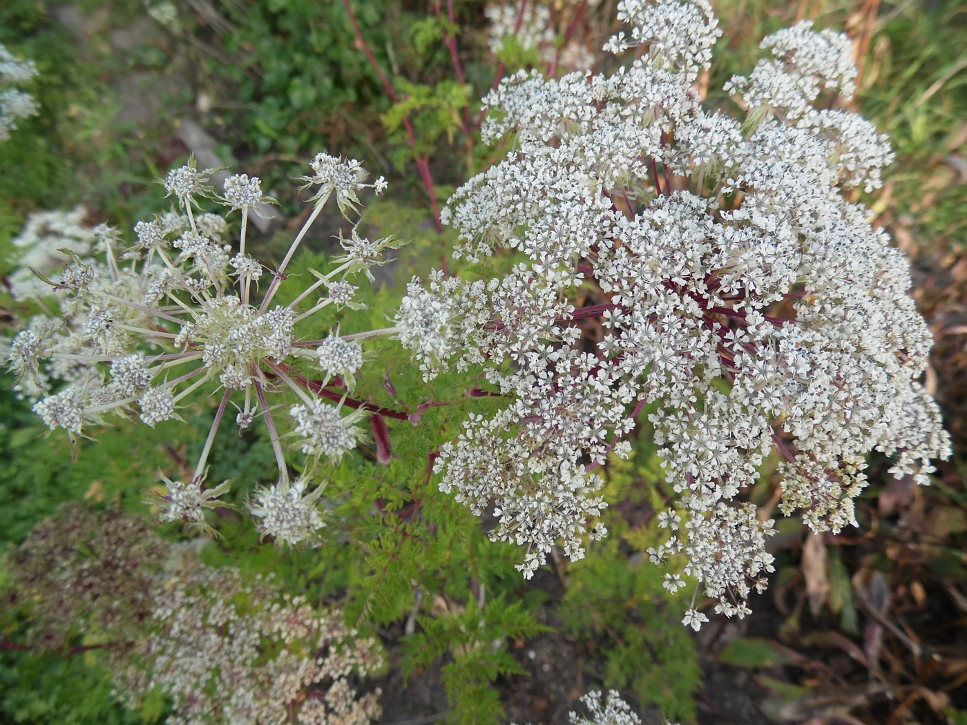 Image of Ligusticopsis wallichiana specimen.