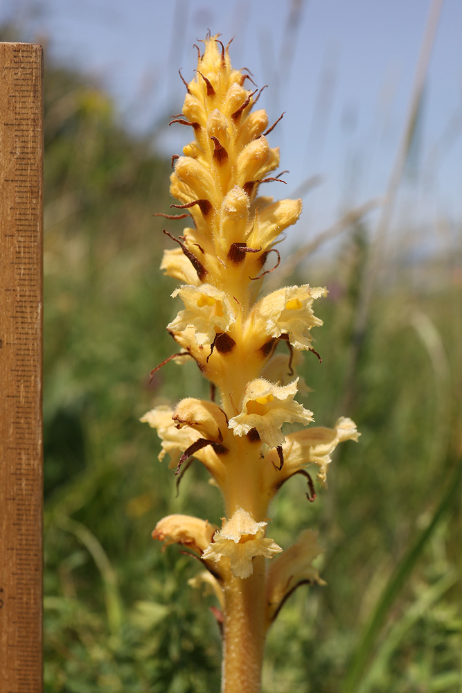 Изображение особи Orobanche alsatica.