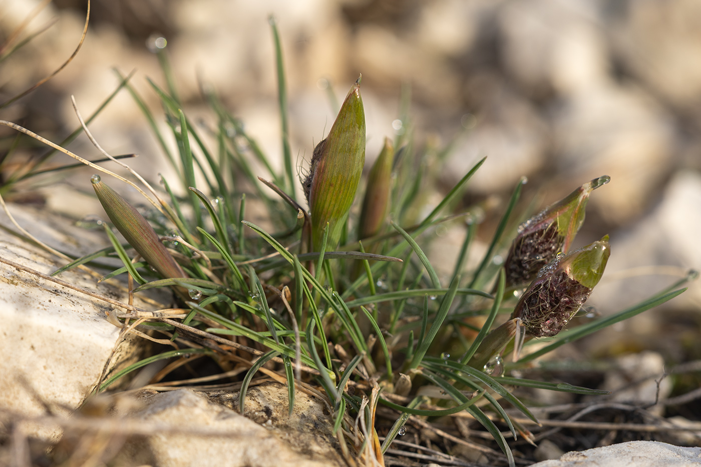 Изображение особи Alopecurus vaginatus.