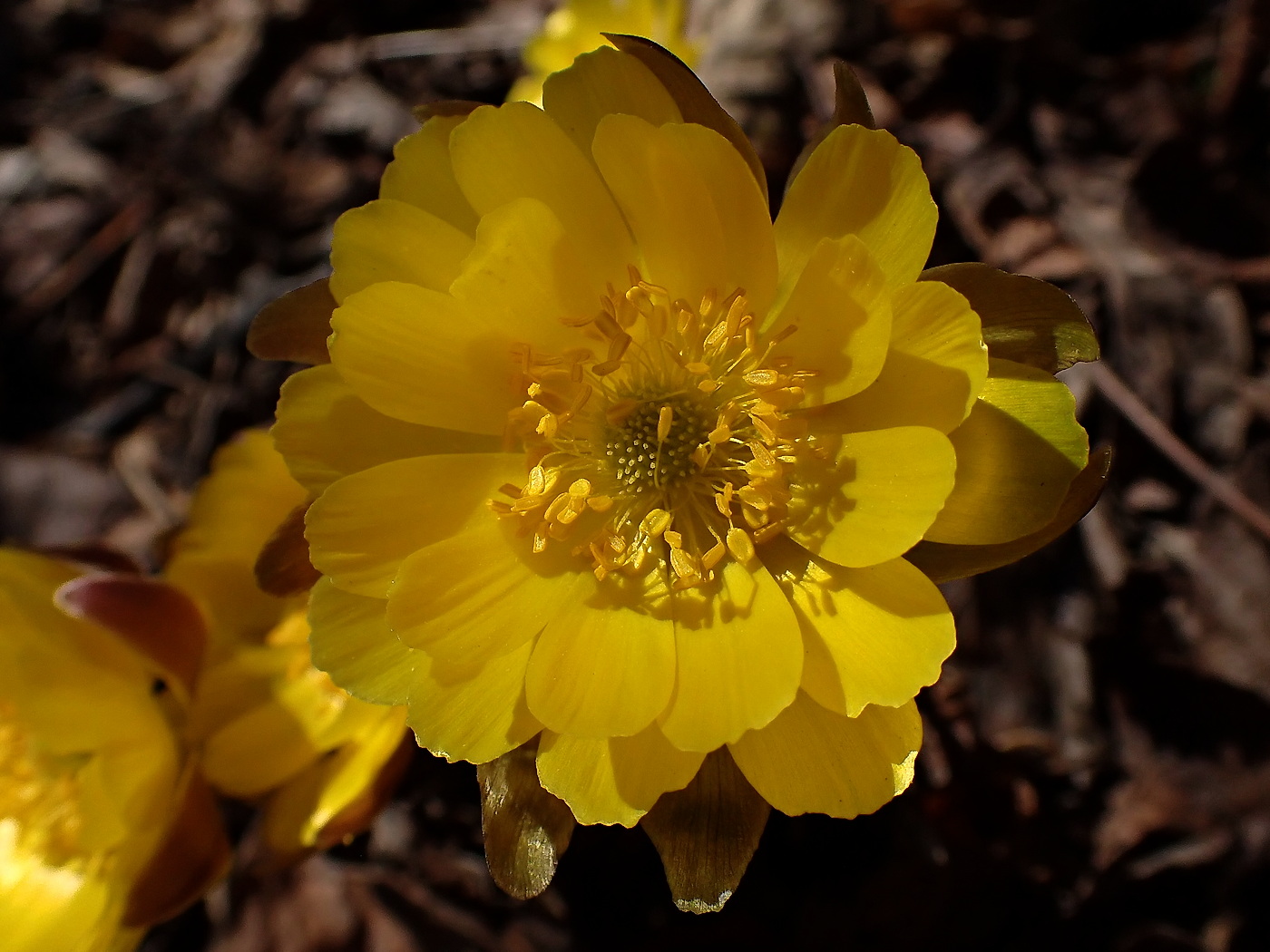 Image of Adonis amurensis specimen.