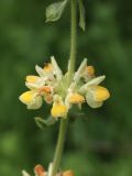 Phlomoides arctiifolia