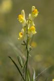 Linaria macroura. Соцветие. Дагестан, Кумторкалинский р-н, окр. бархана Сарыкум, остепнённый луг. 28.04.2026.