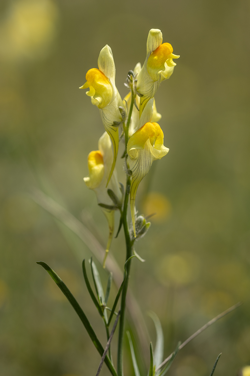 Image of Linaria macroura specimen.