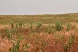 Hyalea pulchella. Аспект зацветающих растений. Астраханская обл., Наримановский р-н, окр. с. Николаевка, опустыненная степь, закреплённые пески в р-не бархана Большой Брат. 17.05.2026.