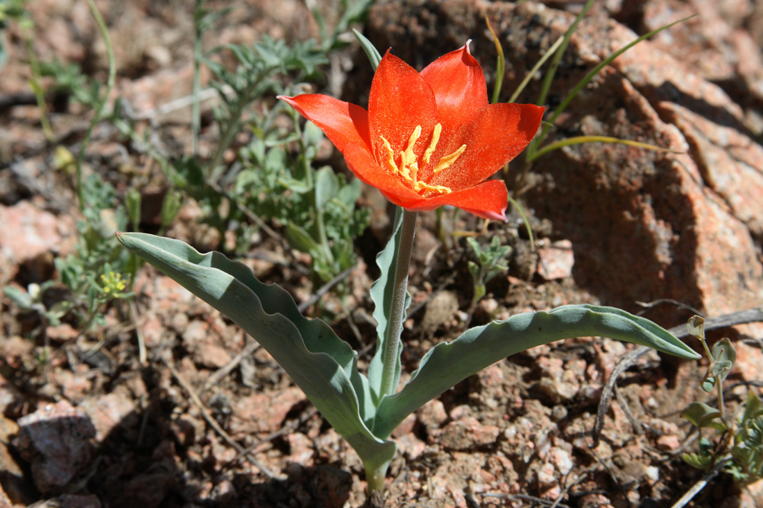 Изображение особи Tulipa butkovii.