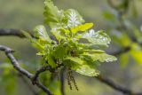 род Quercus. Верхушка ветви с соцветиями. Дагестан, Дербентский р-н, природный парк \"Джалган\", гора Ачигсырт, выс. ок. 400 м н.у.м., дубово-грабовый лес. 30.04.2026.