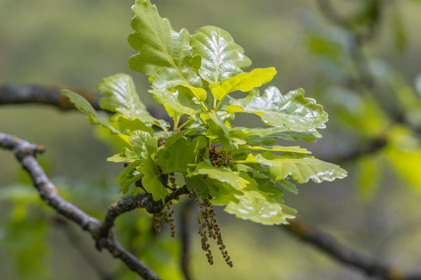 Image of genus Quercus specimen.