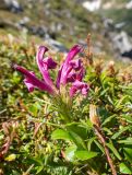 Pedicularis ochotensis. Верхушка цветущего растения (листья на переднем плане - Ledum и Arctous). Хабаровский край, р-н имени Лазо, массив горы Ко, гора Столовая, вершина, выс. ≈ 1920 м н.у.м., горная тундра. 22.06.2026.