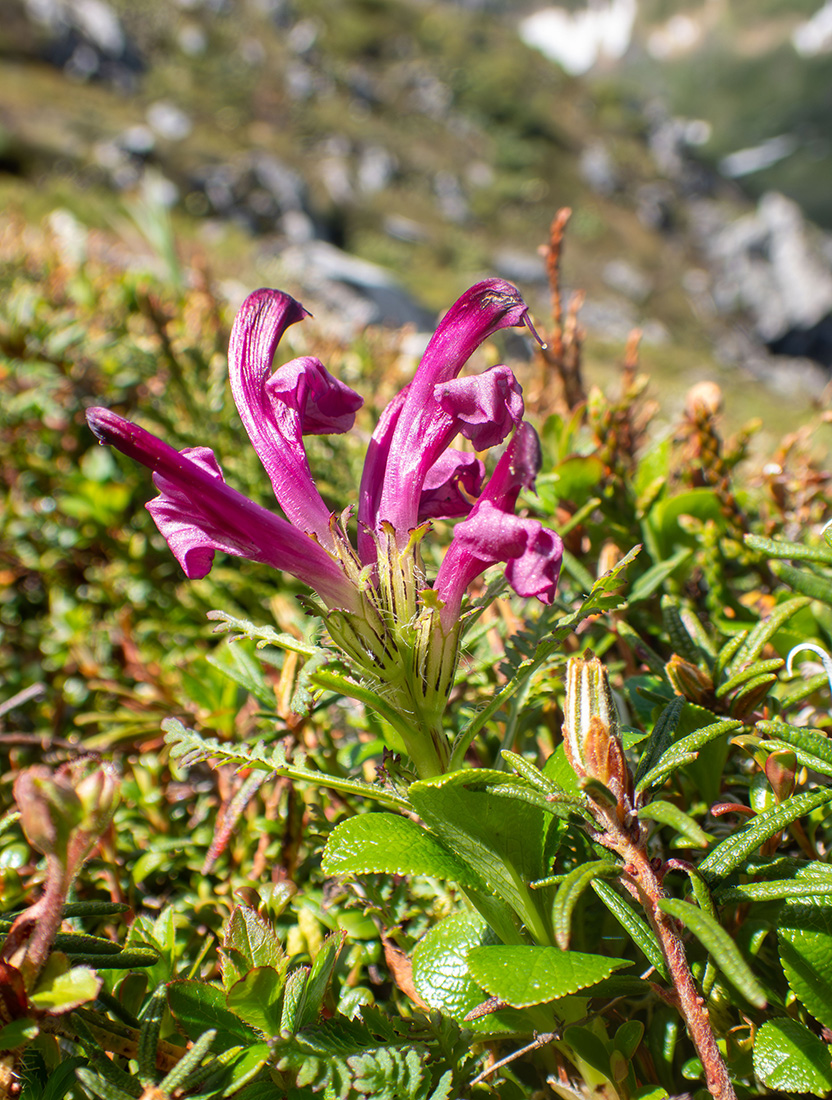 Изображение особи Pedicularis ochotensis.