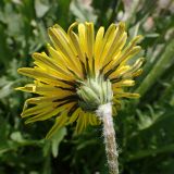 Taraxacum ussuriense