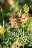 Astragalus cicer. Часть побега с соплодием. Ростовская обл., Мясниковский р-н, окр. с. Несветай, степной склон. 05.07.2015.