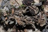 Leptogium hildenbrandii. Часть таллома (вид с абаксиальной стороны). Крым, Севастополь, Байдарская дол., шибляк вдоль р. Узунджа. 19.08.2026.