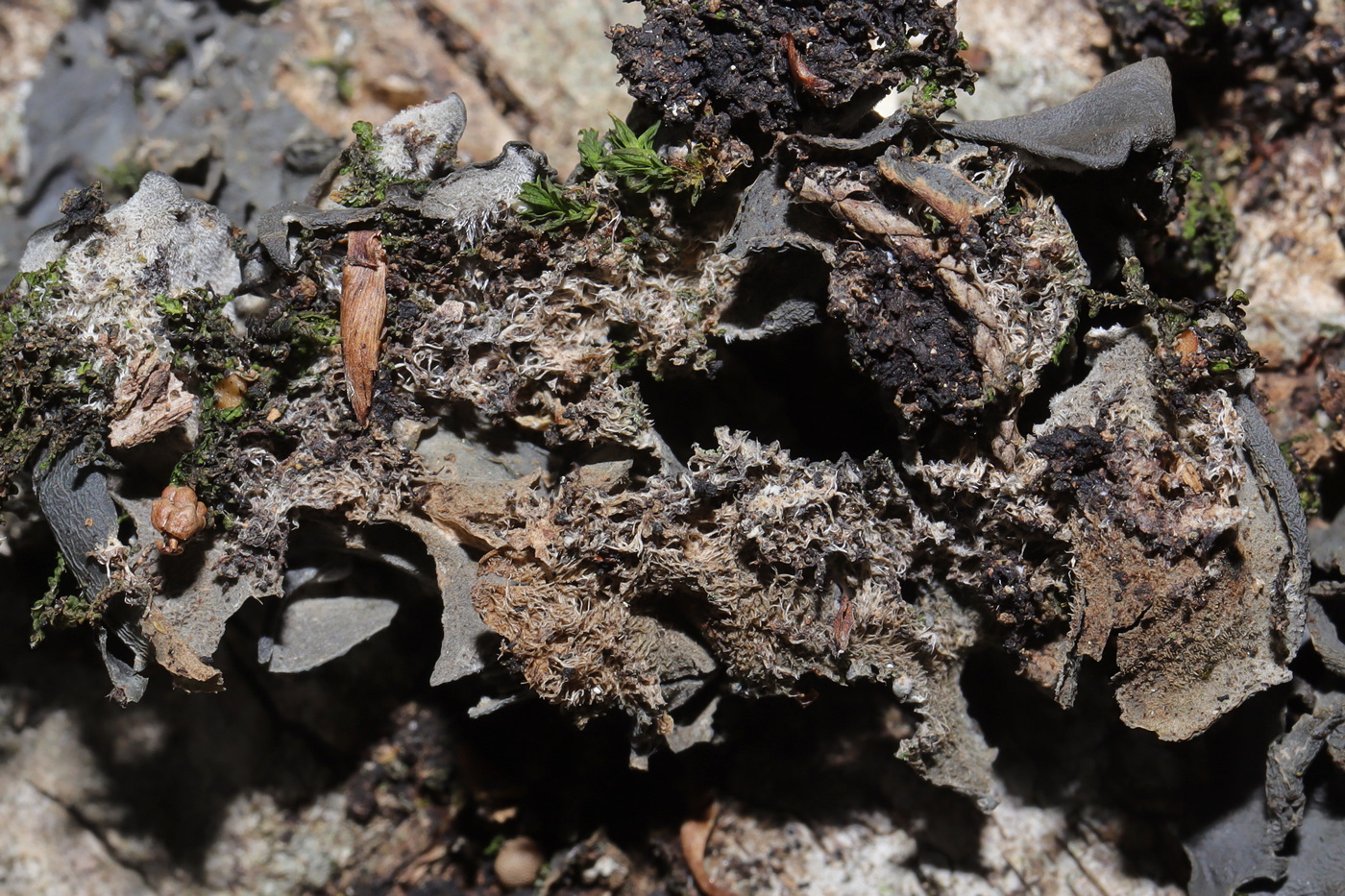Изображение особи Leptogium hildenbrandii.