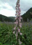 Aconitum leucostomum. Соцветие перед грозой (розовая форма). Казахстан, Тянь-Шань, дол. Бутаковского ручья, поляна вдоль тропы к верхнему водопаду. 27.06.2026.