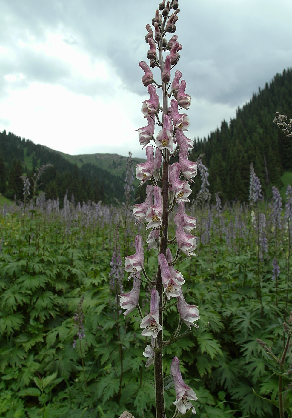 Image of Aconitum leucostomum specimen.