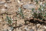 genus Polygonum. Веточка цветущего растения. Таджикистан, Согдийская обл., Айнинский р-н; Памиро-Алай, Фанские горы, подножье горы Сарытаг, ≈ 2440 м н.у.м., щебнистый склон. 27 июня 2026 г.