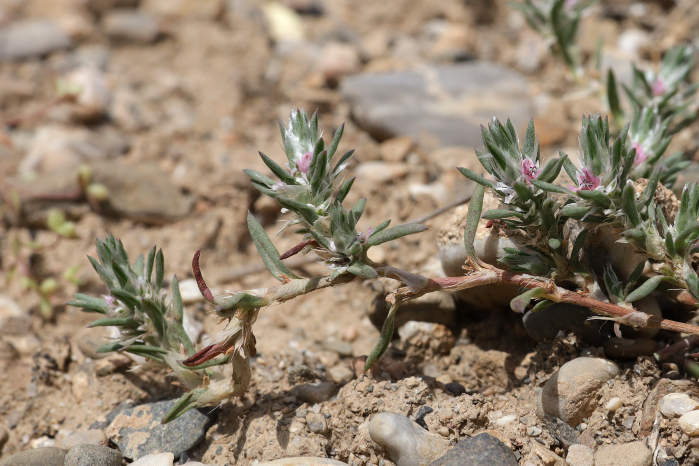 Image of genus Polygonum specimen.