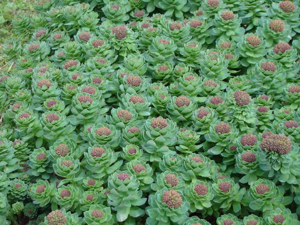 Изображение особи Rhodiola arctica.