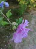genus Hibiscus. Верхушка побега с цветком и бутонами. Абхазия, г. Сухум, Сухумский ботанический сад. 13.08.2024.