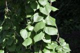 Tilia platyphyllos. Часть ветви. Санкт-Петербург, Ботанический сад Петра Великого, дендрарий. 27.08.2026.