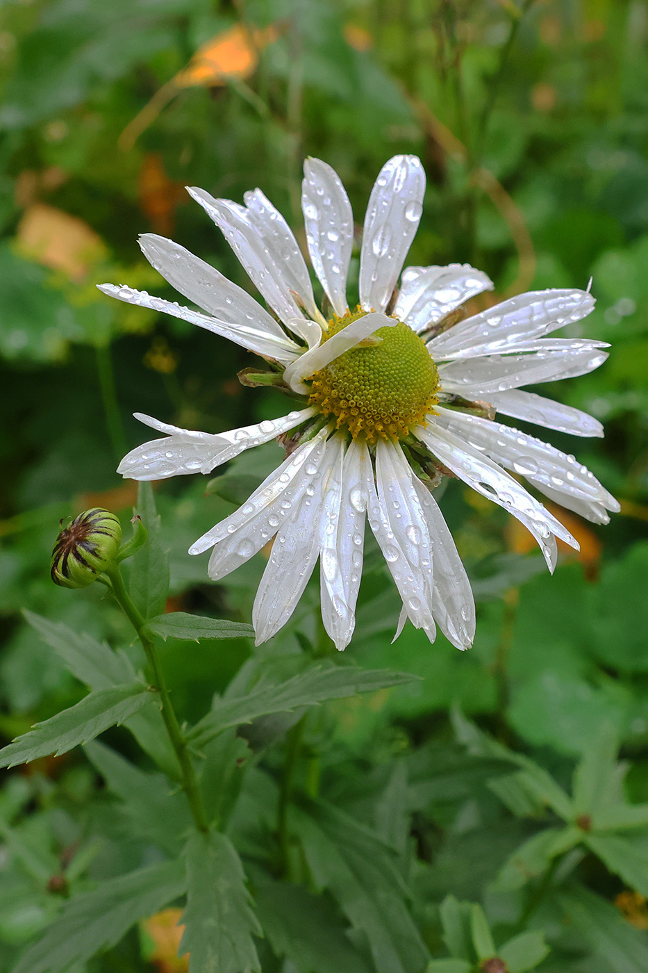 Image of Leucanthemella serotina specimen.