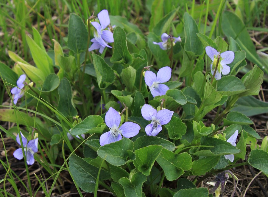 Image of Viola canina specimen.