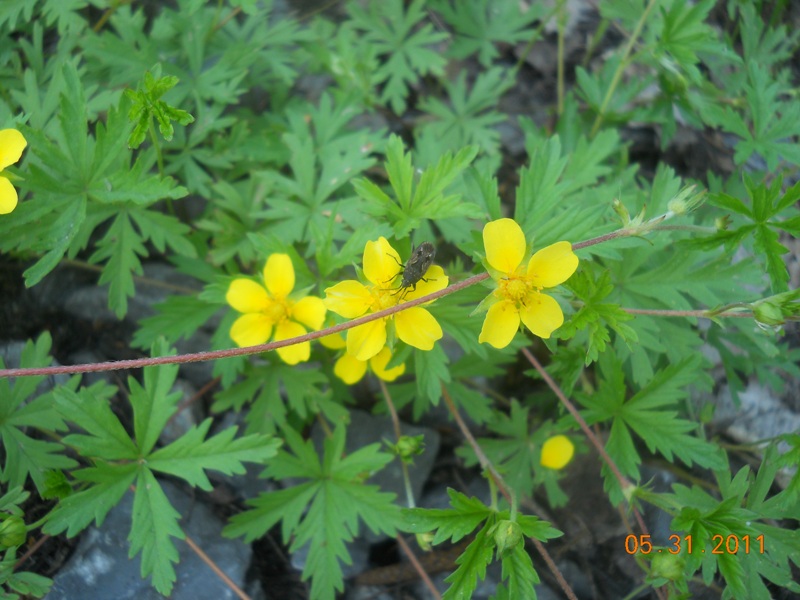 Image of Potentilla flagellaris specimen.