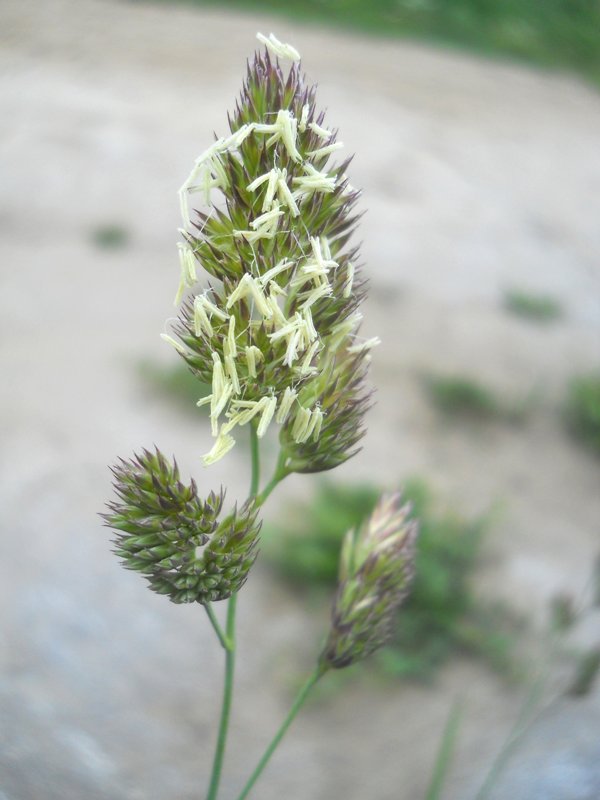 Image of Dactylis glomerata specimen.