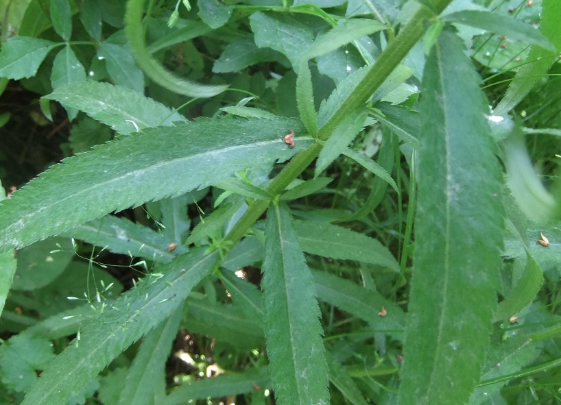 Image of Achillea biserrata specimen.