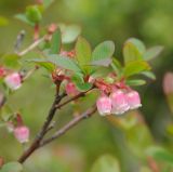 Vaccinium uliginosum. Верхушка побега с соцветием. Мурманская обл., Североморский р-н, окр. пос. Росляково. 11.06.2011.