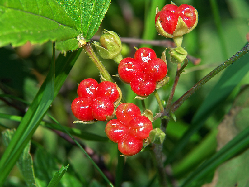 Изображение особи Rubus saxatilis.