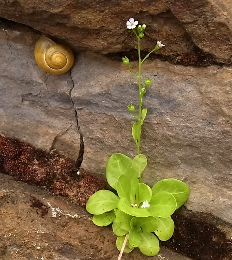 Image of Samolus valerandi specimen.