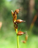 Carex dioica. Зрелый колосок. Архангельская обл., Вельский р-н, окр. пос. Усть-Шоноша, заболоченный лес. 17.07.2011.