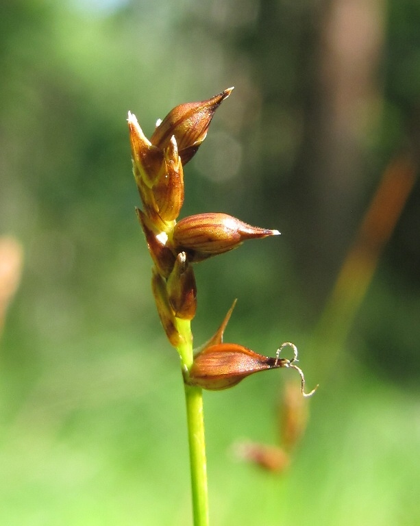 Изображение особи Carex dioica.