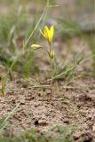 Gagea stipitata