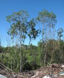 Salix pentandra