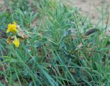 род Thermopsis