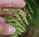 Dryopteris mindshelkensis. Часть вайи с сорусами (вид снизу). Черногория, Динарское нагорье, горный массив Дурмитор, каменистый склон. 05.07.2011.