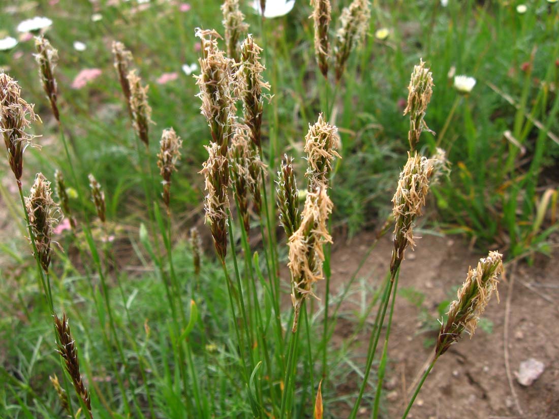 Изображение особи Anthoxanthum alpinum.