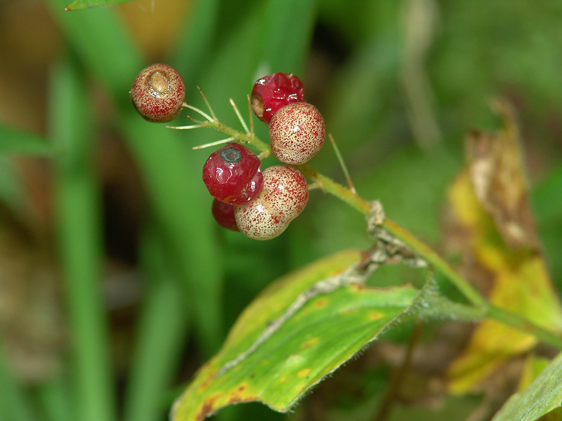 Изображение особи Maianthemum bifolium.