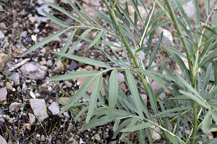 Изображение особи Rhaponticoides gontscharovii.